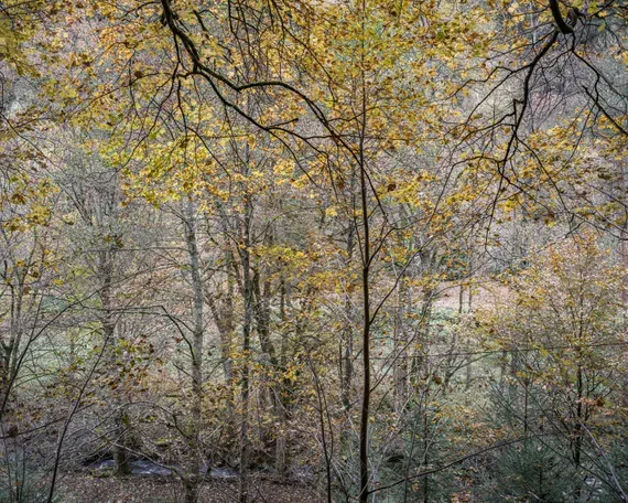 Übern Wald 3