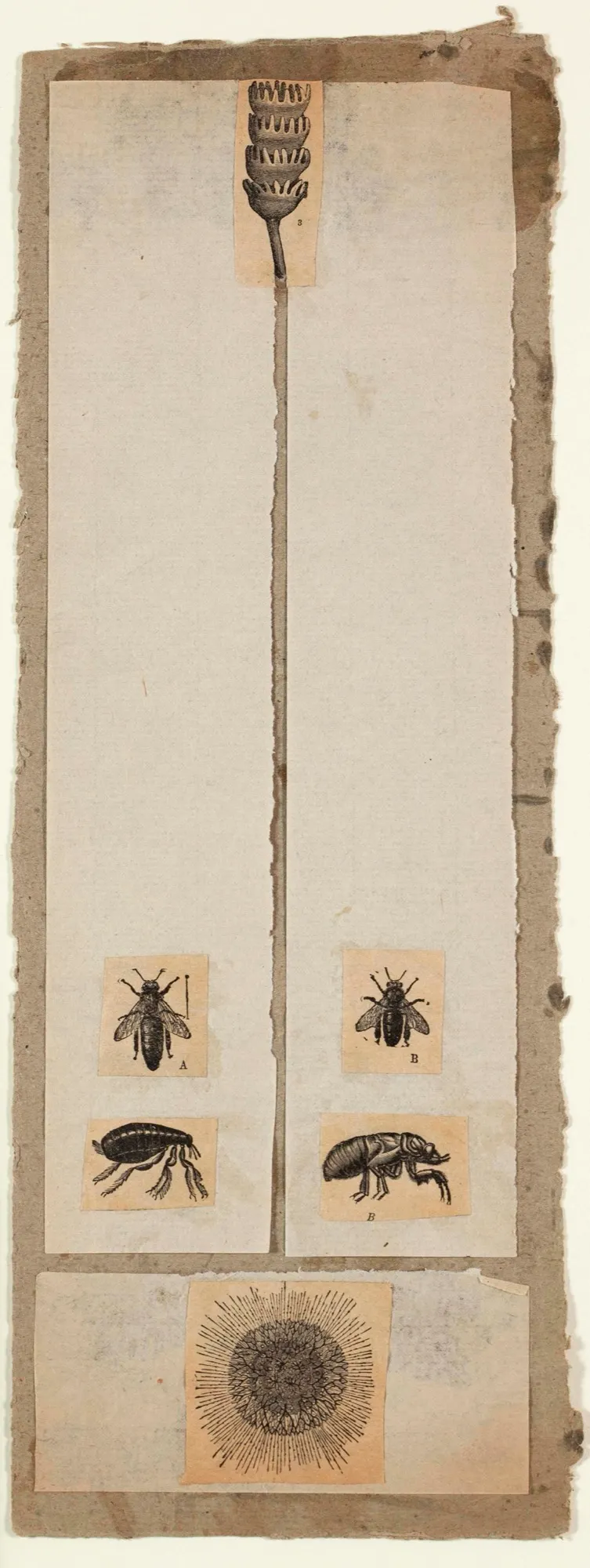 ROBERT RAUSCHENBERG, Untitled [insects and pod]