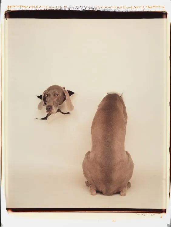 William Wegman, Breakout