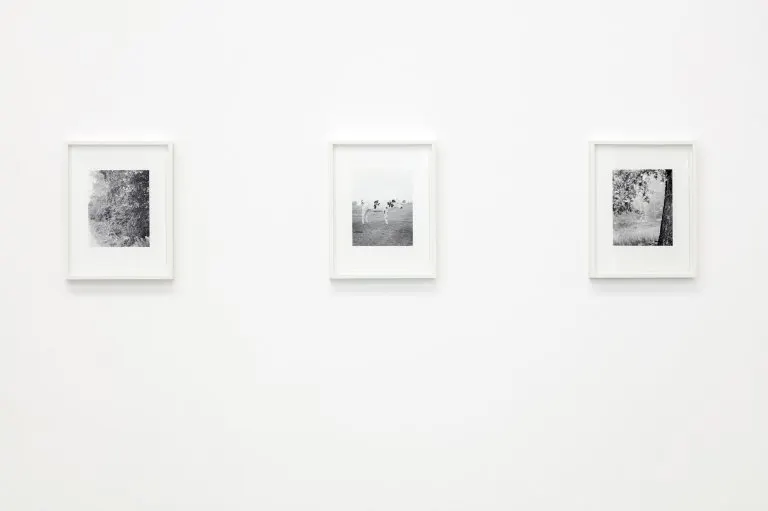 Michael Schmidt, NATUR