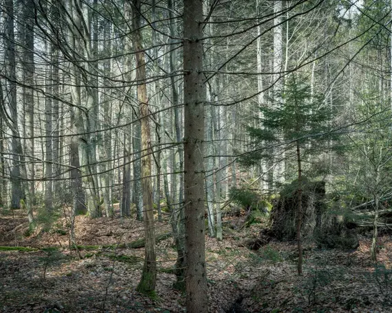 Peter Bialobrzeski, Übern Wald 4