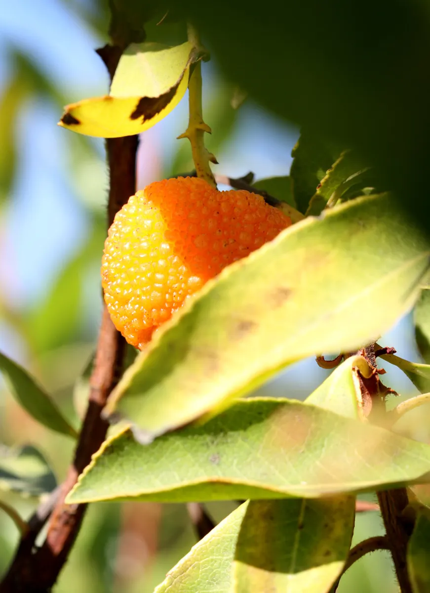 Roe Ethridge, Fruit