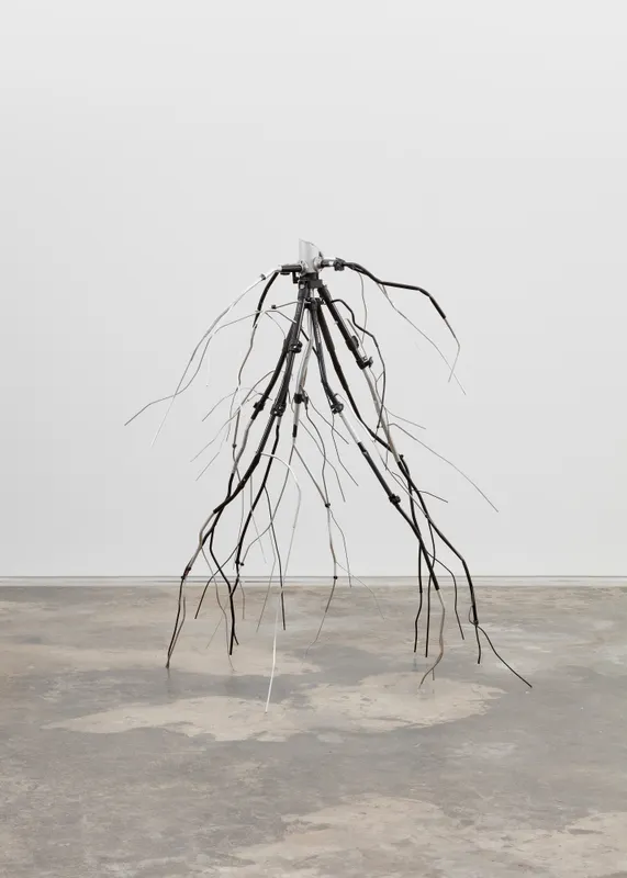 Josh Callaghan, Manfrotto's Dream, Stump and Subterranean Roots,