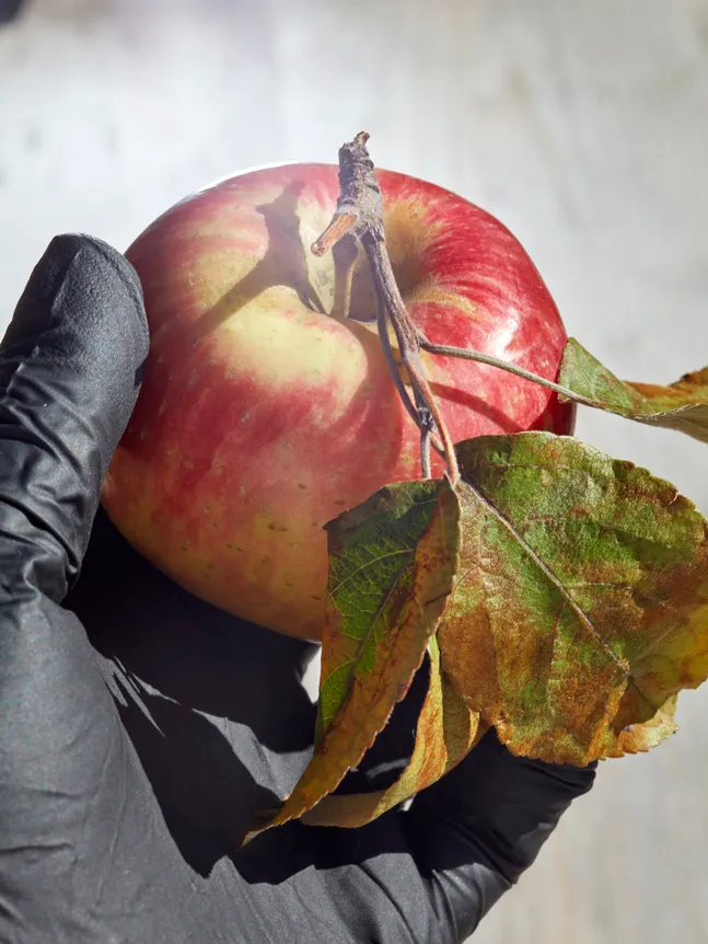Roe Ethridge, Apple and Black Glove