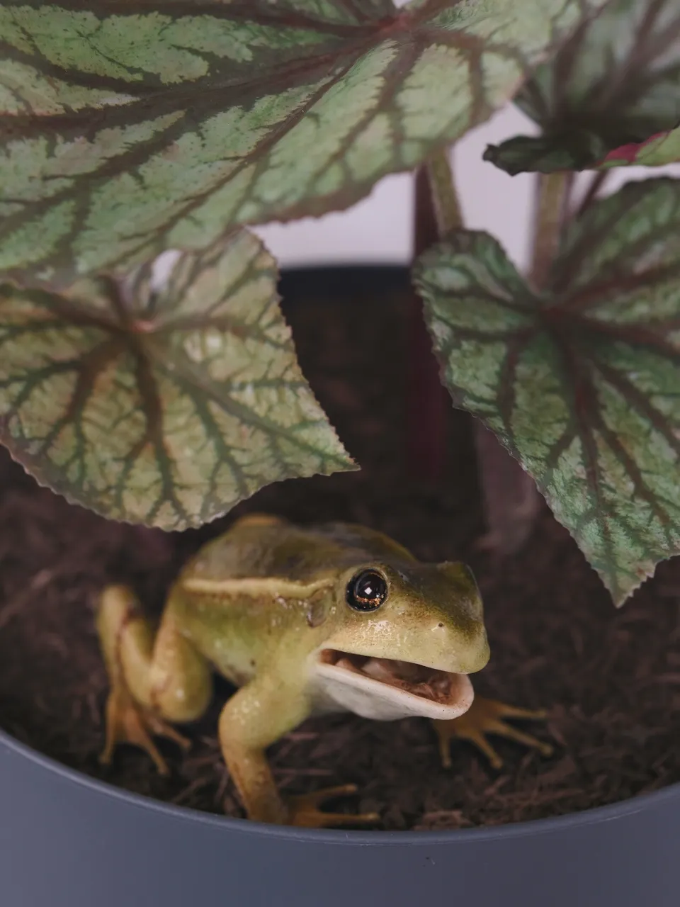 Ryan Gander, You Complete Me, or I see things you can’t see (A Frog's Tale)