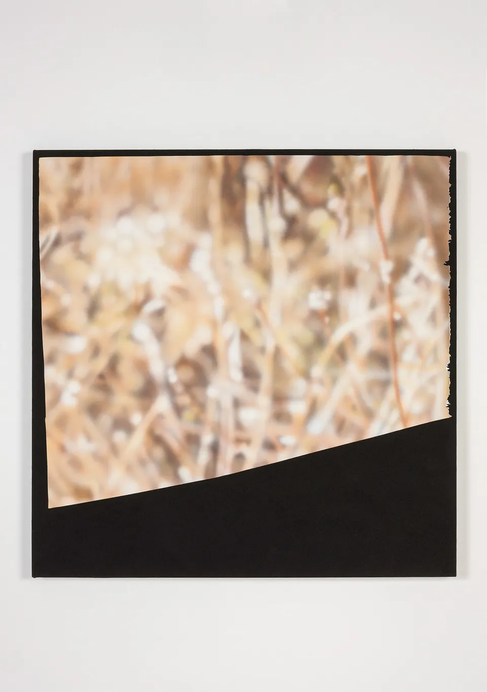 Kim Fisher, Magazine Painting (Dried Grass)