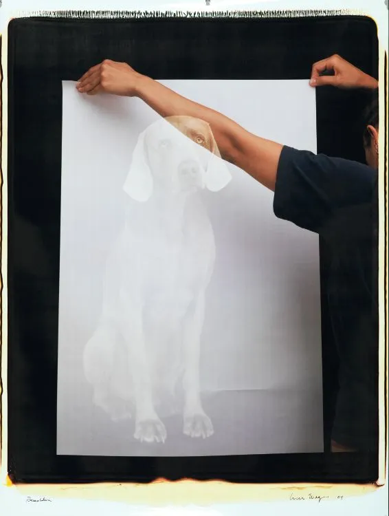 William Wegman, Presentation
