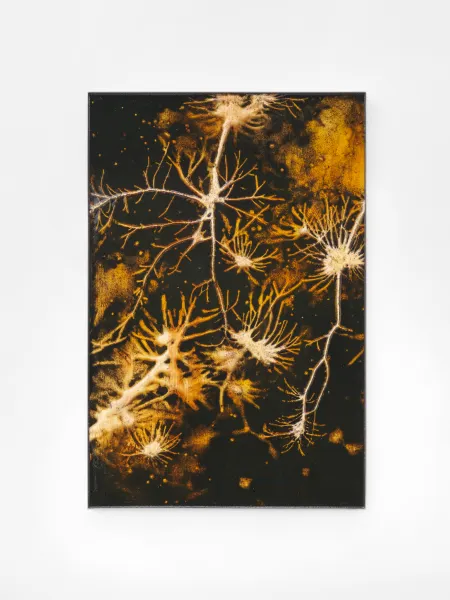 Jura Shust, Neural Seedling 5