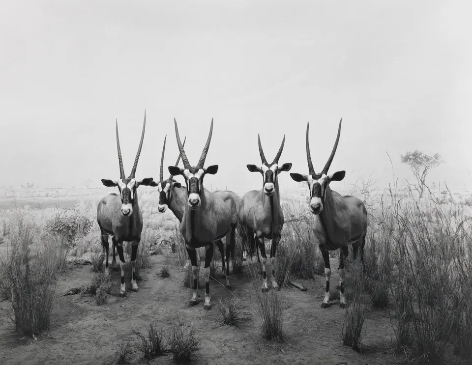 Hiroshi Sugimoto, Gemsbok