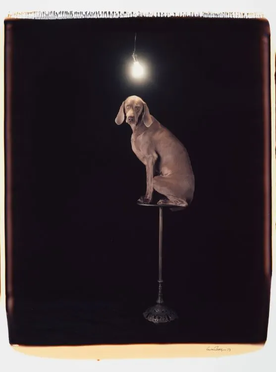 William Wegman, Illuminary