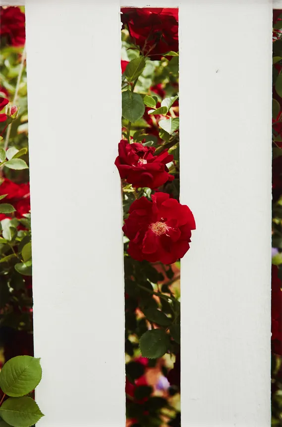 Roe Ethridge, Picket Fence 1