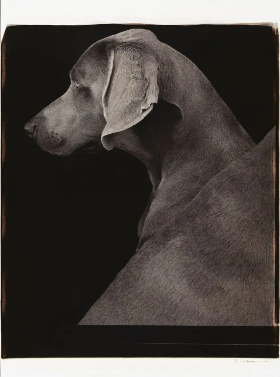 William Wegman, Side Views