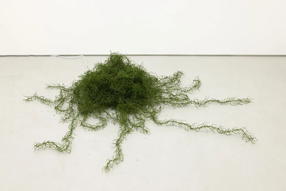 Rachel Youn, Snare