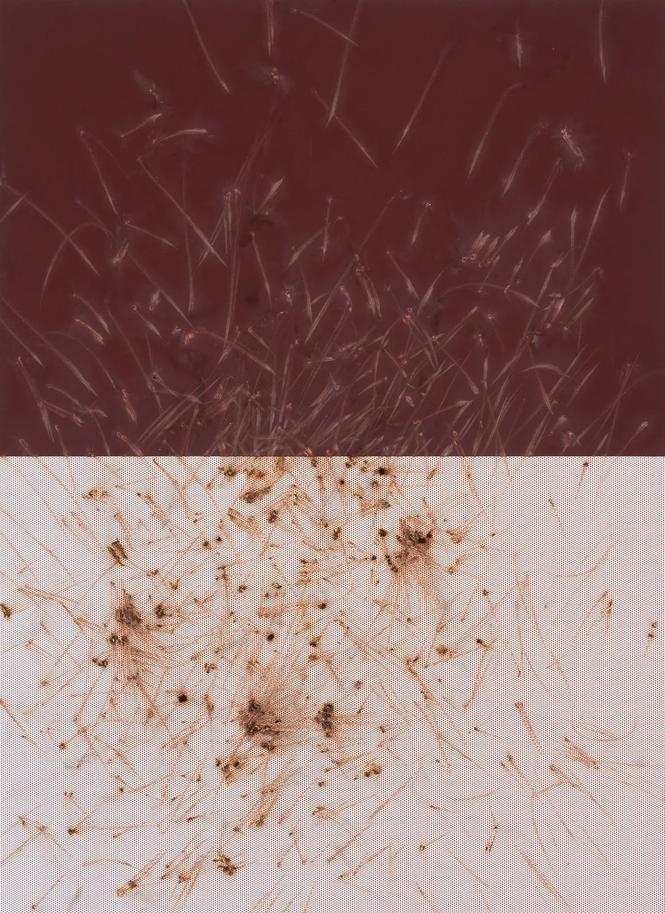 Thomas Wachholz, LUCIFER S (Reibfläche)