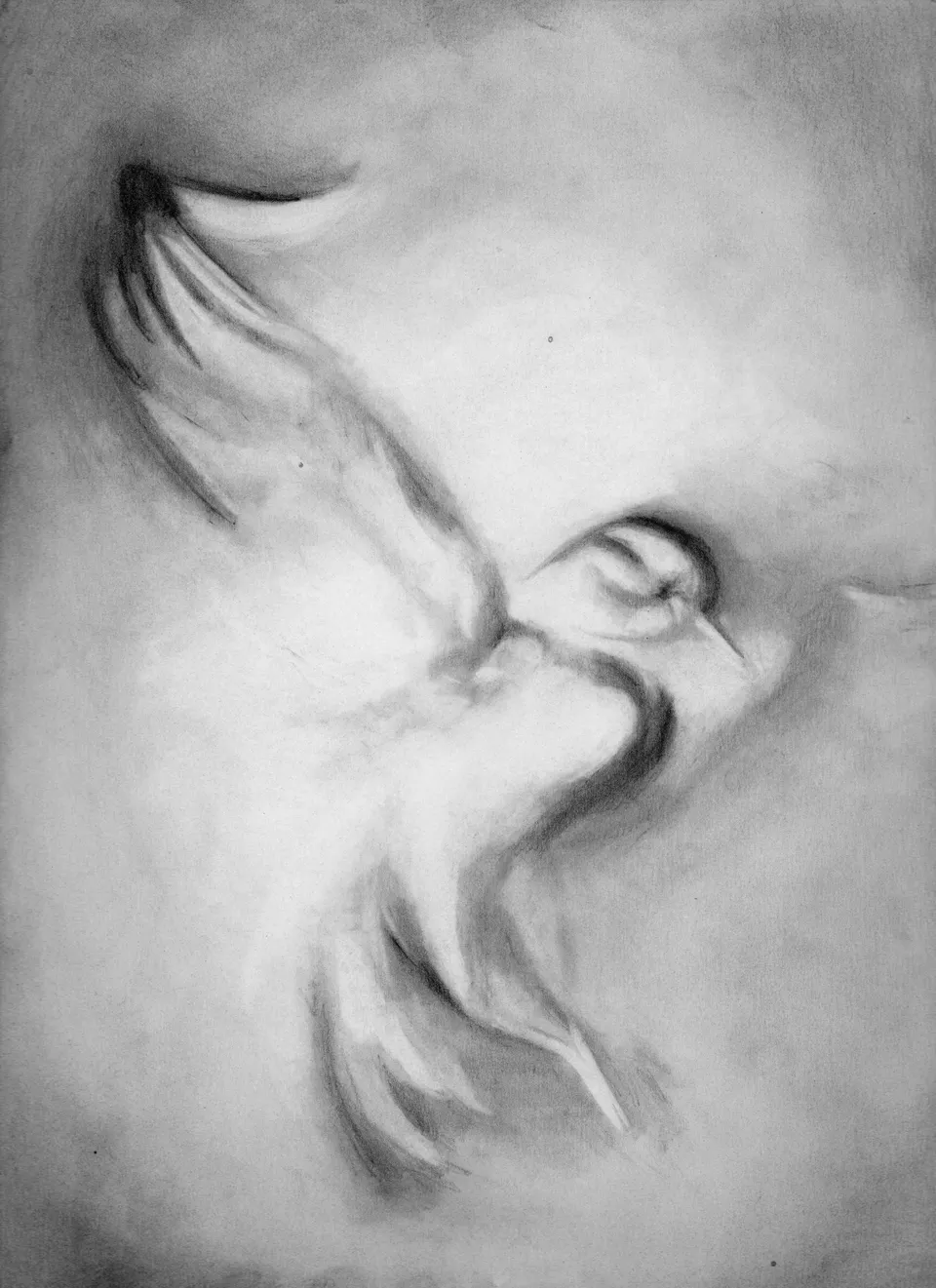Emma Webster, Bird