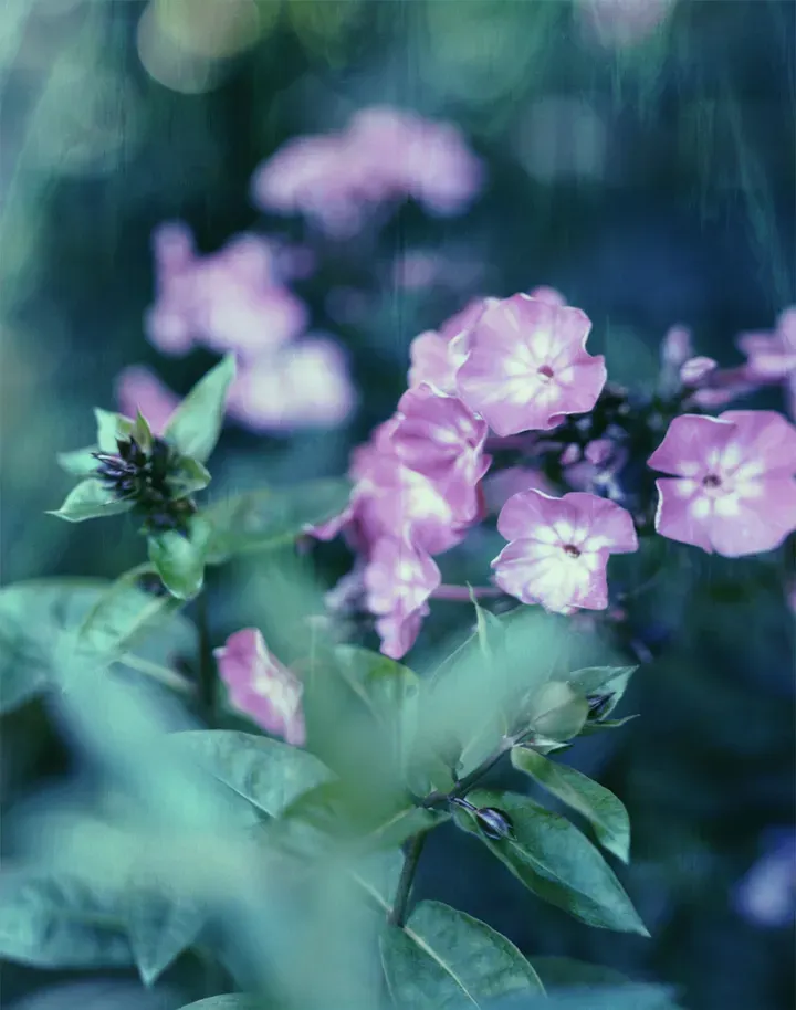 Darren Almond, Civil Dawn@Giverny 6