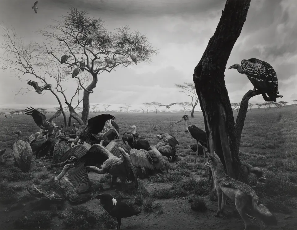 Hiroshi Sugimoto, Hyena-Jackel-Vulture