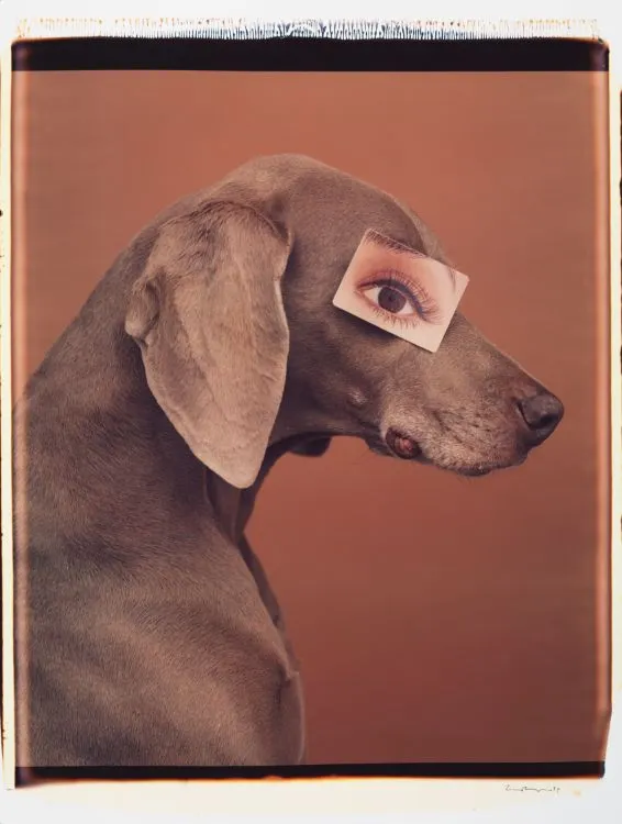 William Wegman, Eyewear II