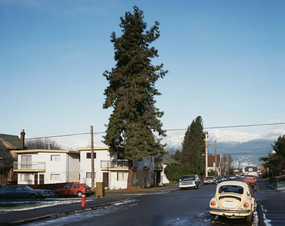 Jeff Wall, The Pine on the Corner