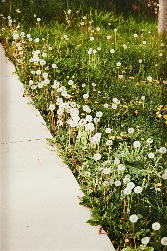 Roe Ethridge, Sidewalk and Dandelions