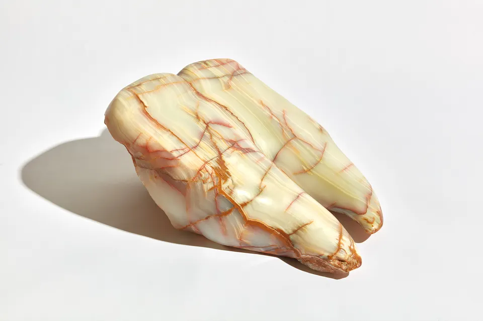 Kelly Akashi, Fractured Thigh-Tooth