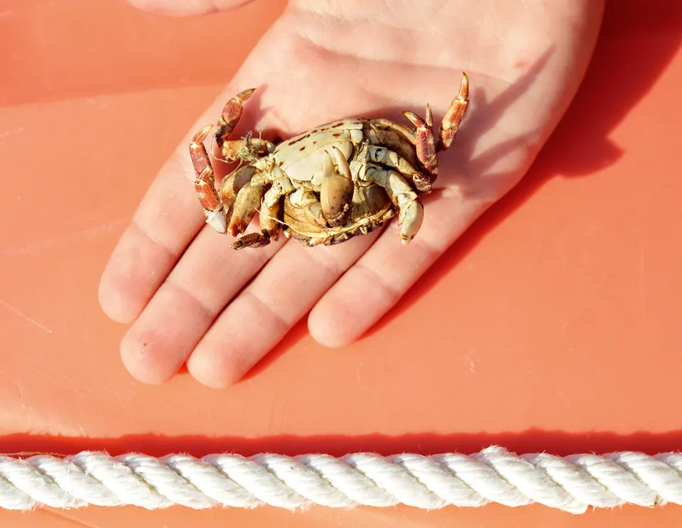Roe Ethridge, Auggie with Dead Crab