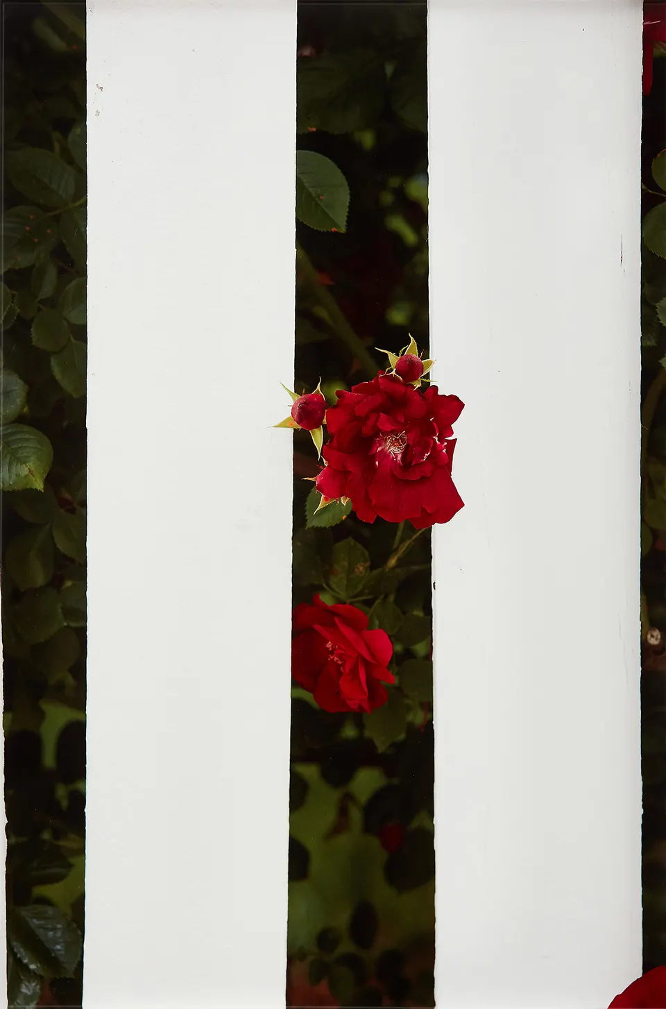Roe Ethridge, Picket Fence II