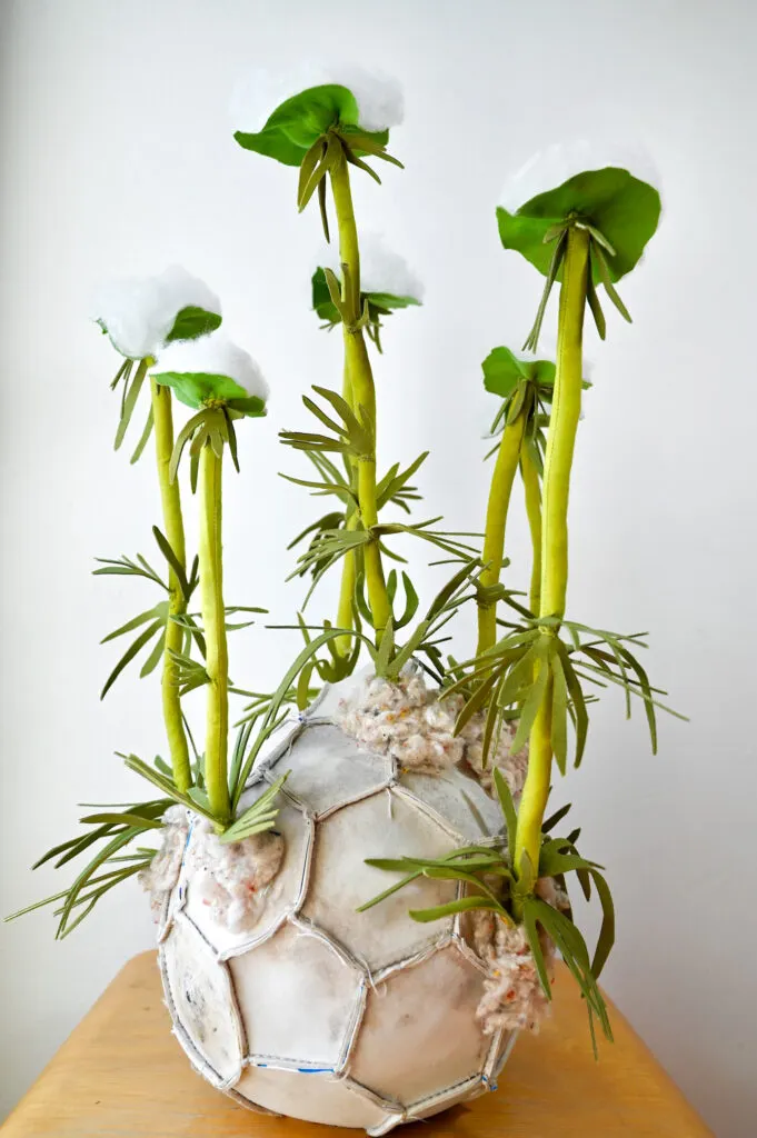 Alissa Alfonso, Wild Carrot