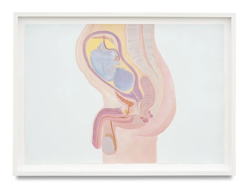 Jinbin Chen, Pregnant Male - Omega Anatomy