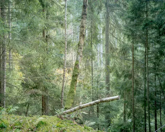Peter Bialobrzeski, Übern Wald 2