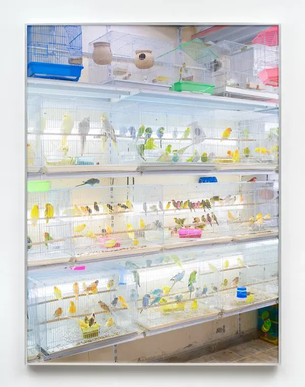 Farah Al Qasimi, Bird Market (The Blue One Escaped)