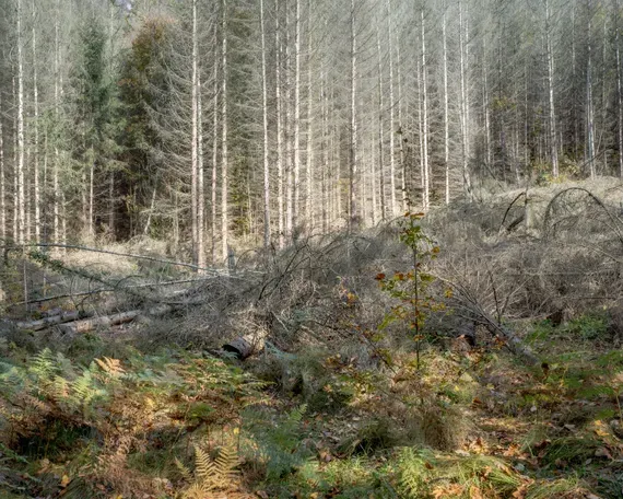 Peter Bialobrzeski, Übern Wald 7