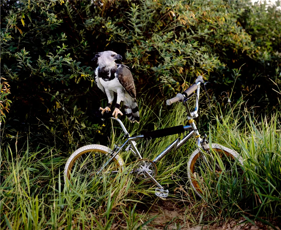 Miguel Calderón, color scheme gray