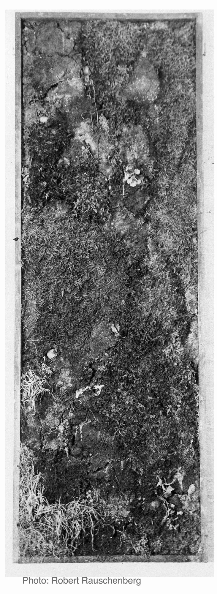 ROBERT RAUSCHENBERG, Growing Painting