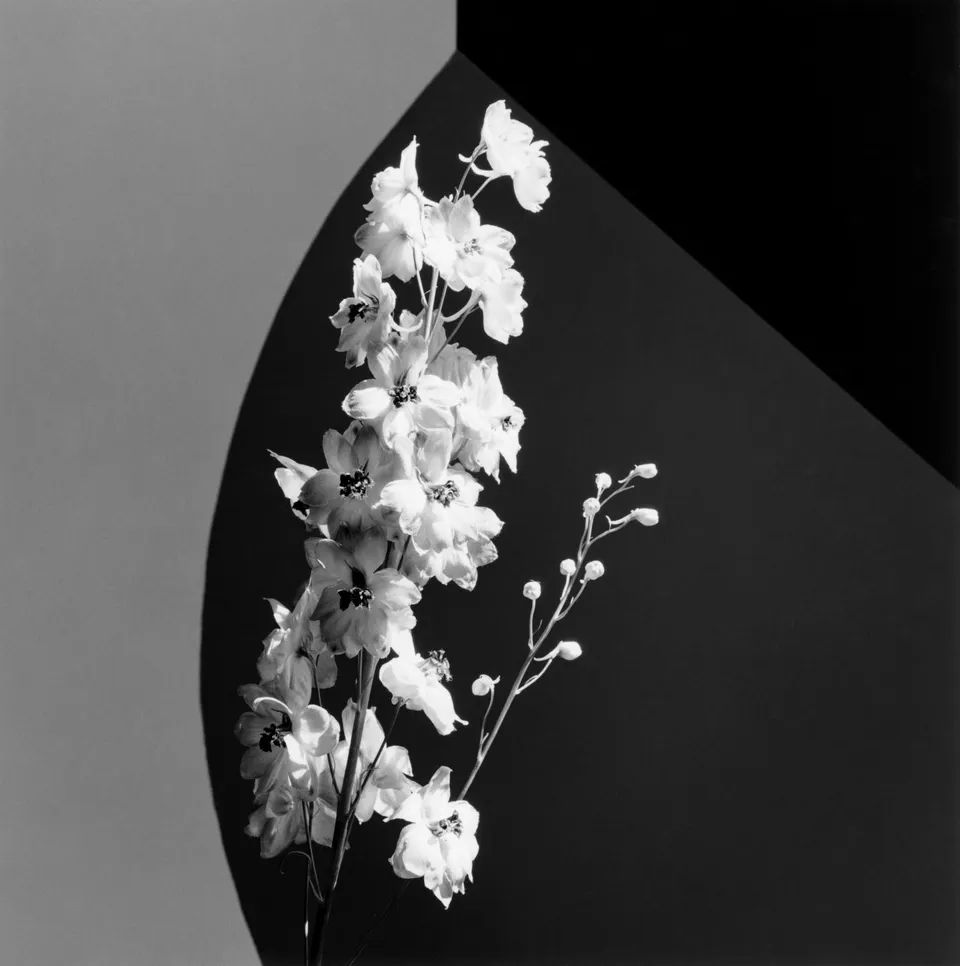 Robert Mapplethorpe, Flower