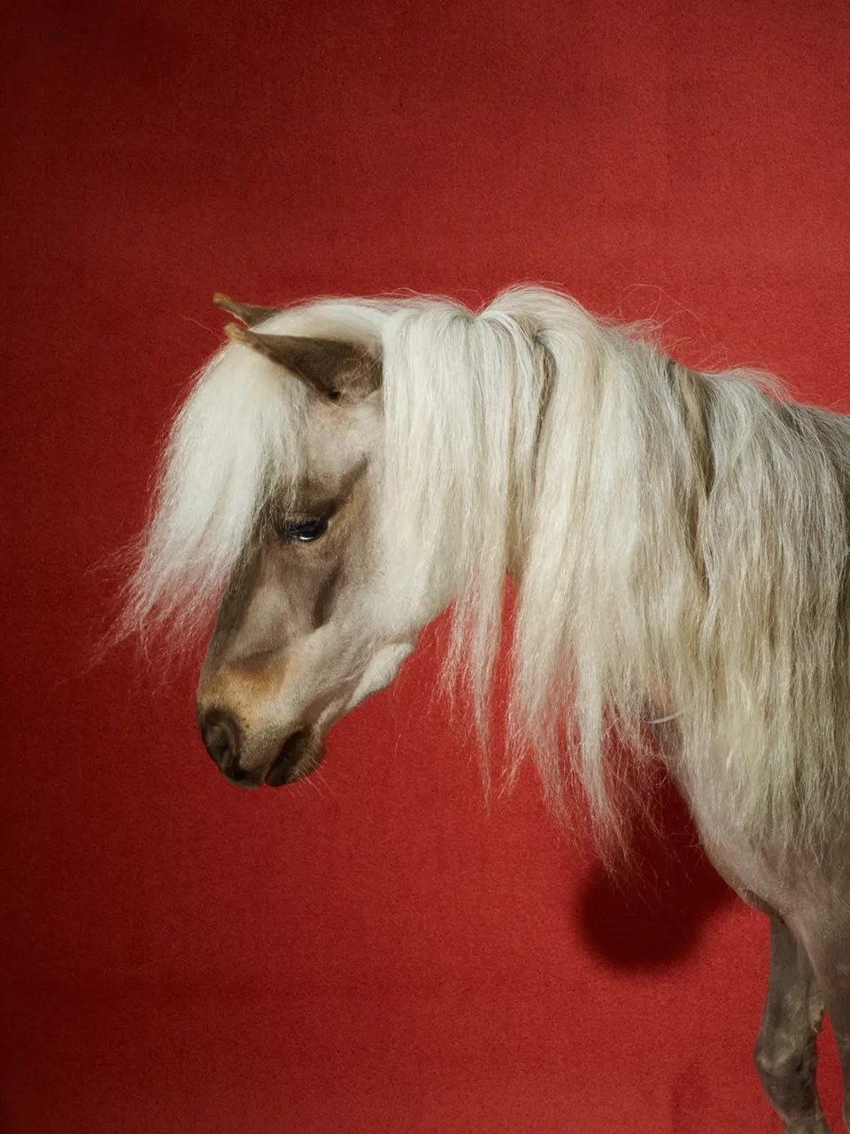 Roe Ethridge, Chubbs (Celine Horse)