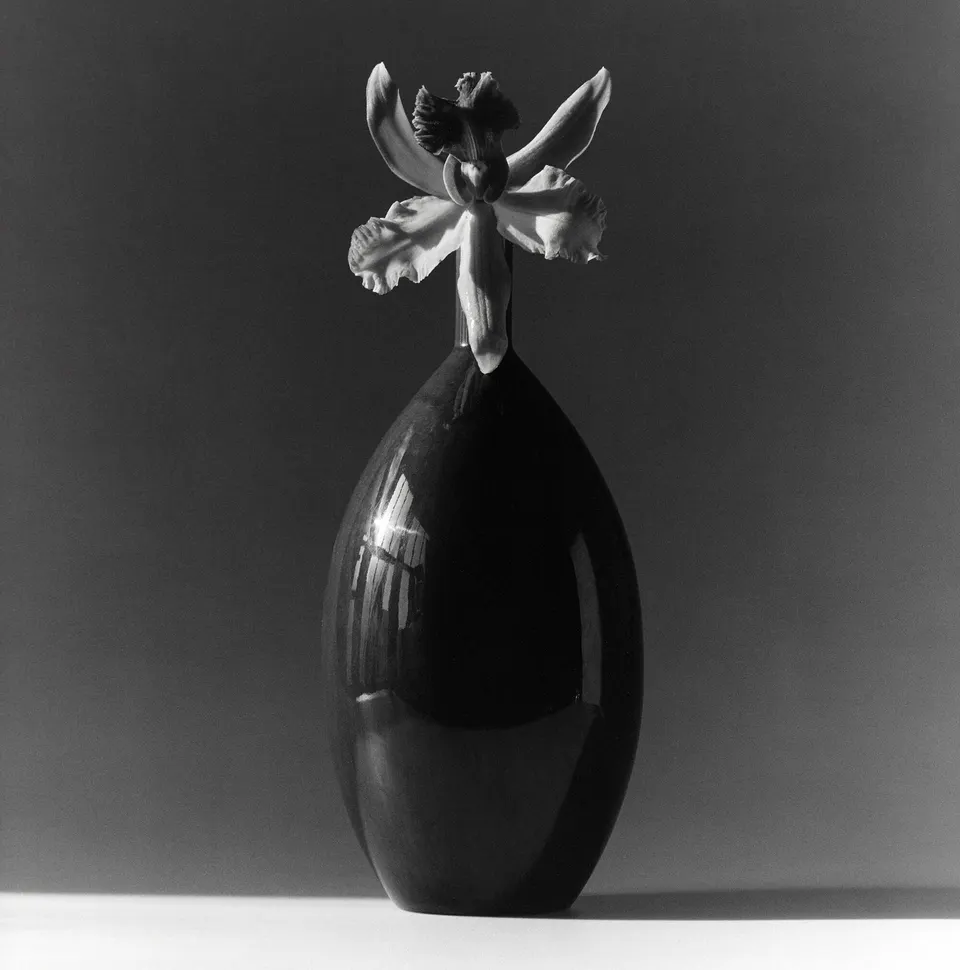Robert Mapplethorpe, Orchid