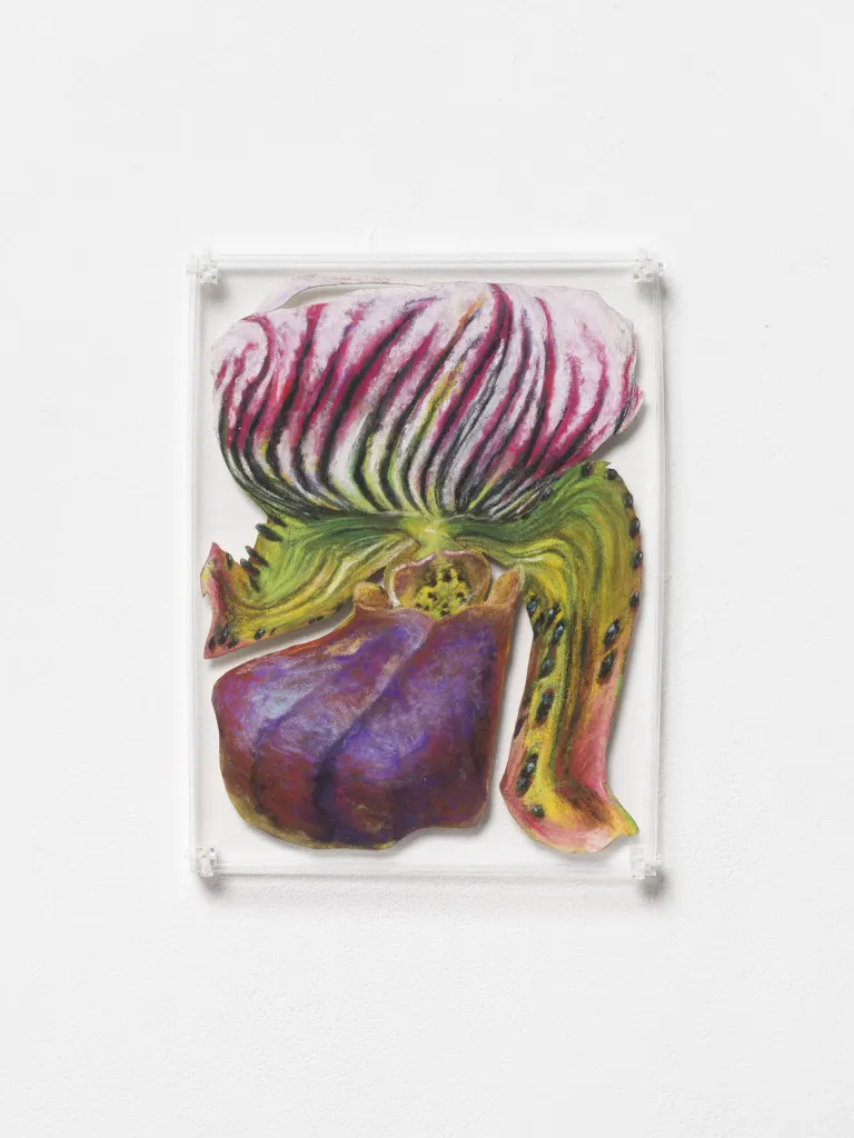 Rachel Youn, Well adjusted (Venus Slipper)