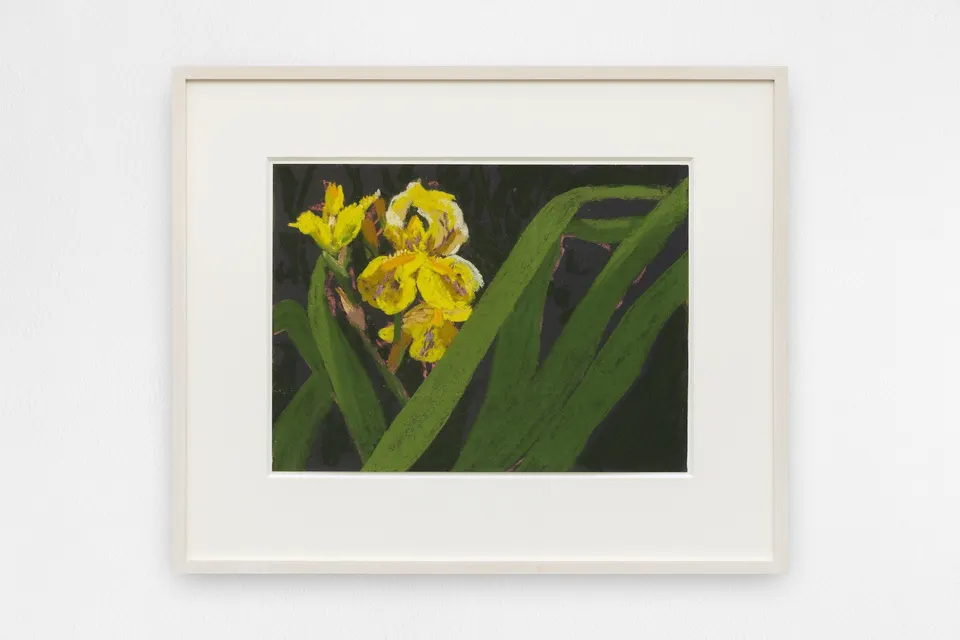 Nicole Wittenberg, Yellow-bearded Iris