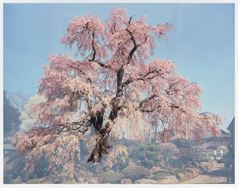 Tacita Dean, Sakura (Konpira)