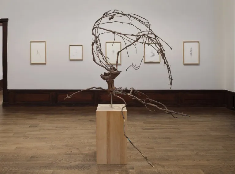 Cecilia Edefalk, Les Falloises