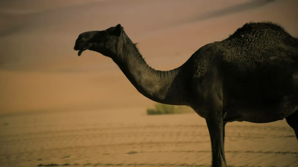 Wael Shawky, Dictums: Manqia I, 2014