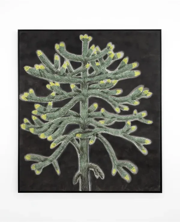 Andrew Sim, PORTRAIT OF A MONKEY PUZZLE WITH SPRING GROWTH (VICTORIA PARK, LONDON)