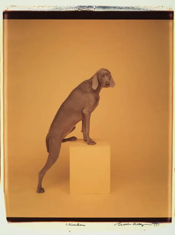William Wegman, Climber