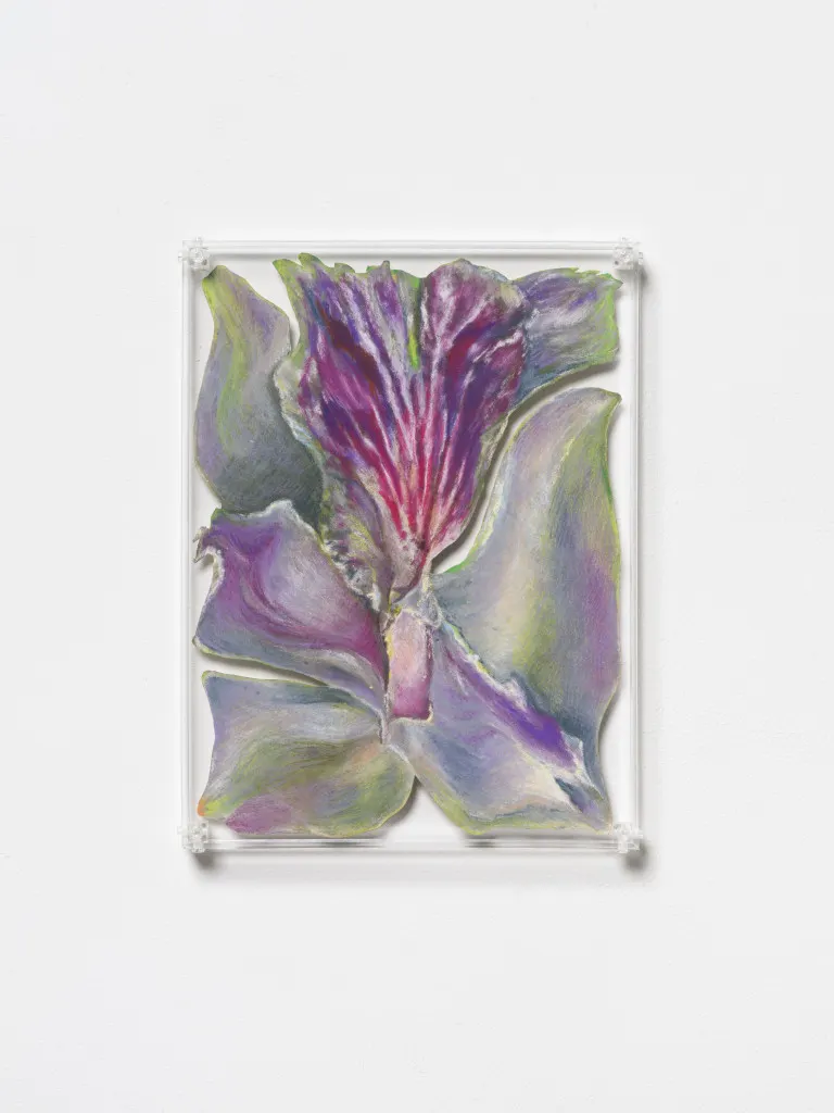 Rachel Youn, Well adjusted (Sobralia)