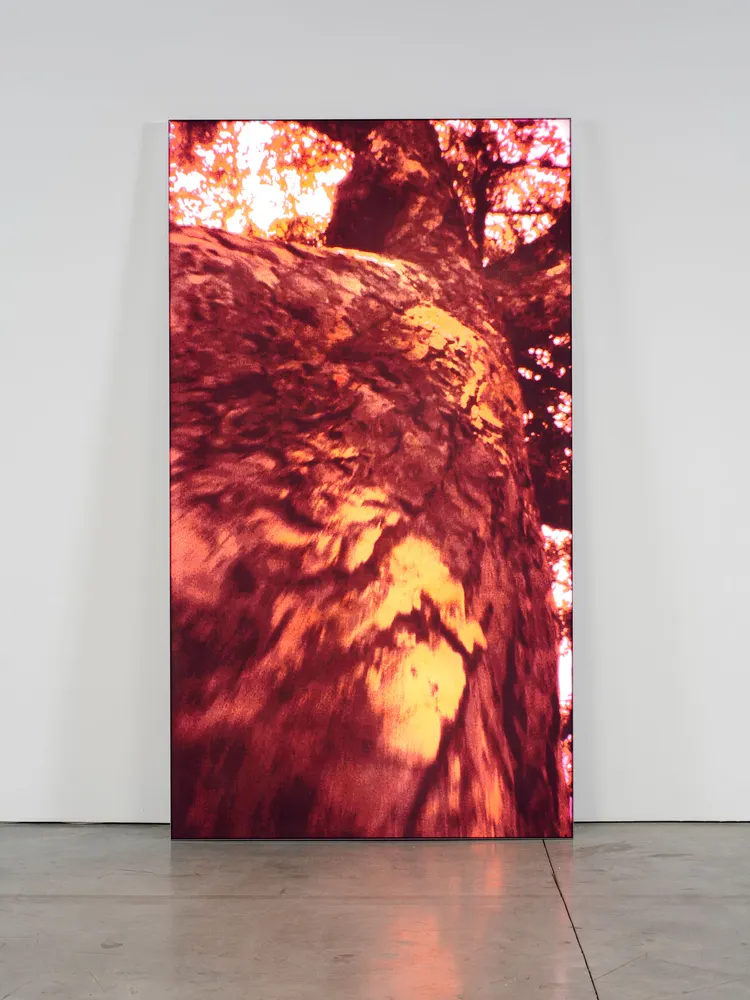 Pipilotti Rist, Untitled 2