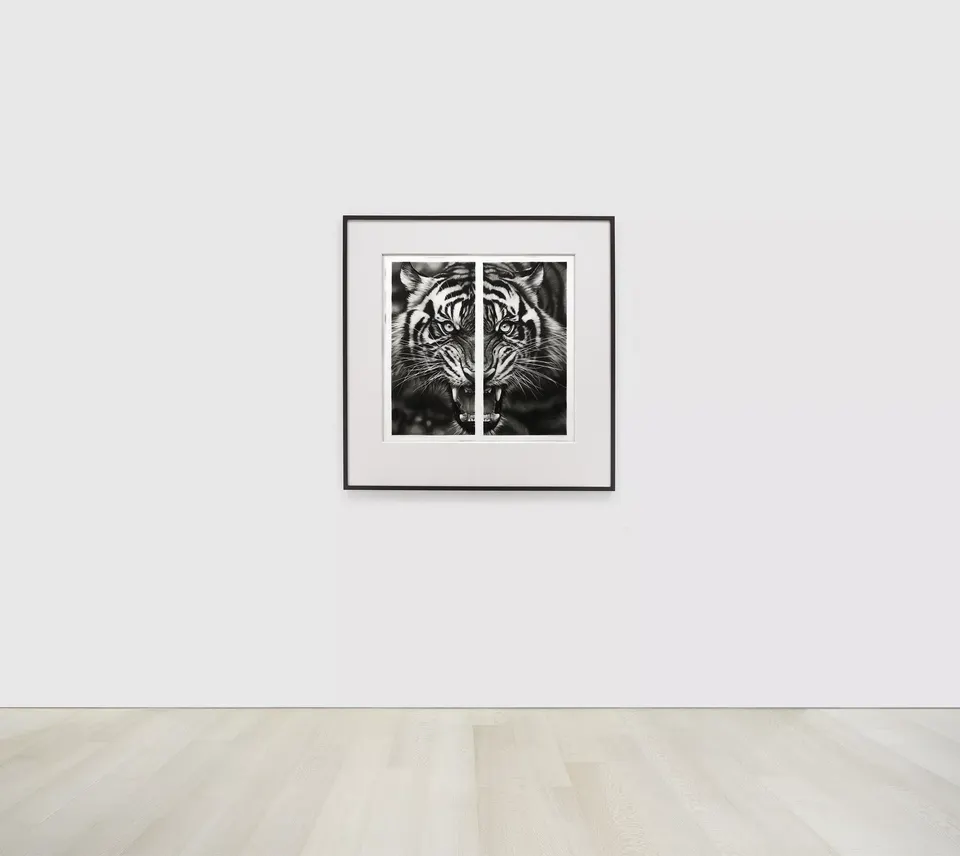 Robert Longo, Study of Split Roaring Tiger