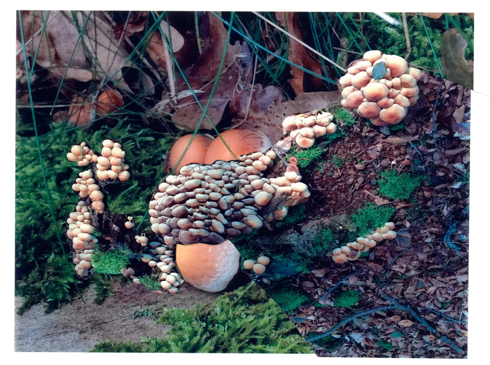 Viviane Sassen, Hypholoma Capnoides