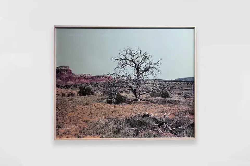 Geneviève Cadieux, Arbre seul (le jour)