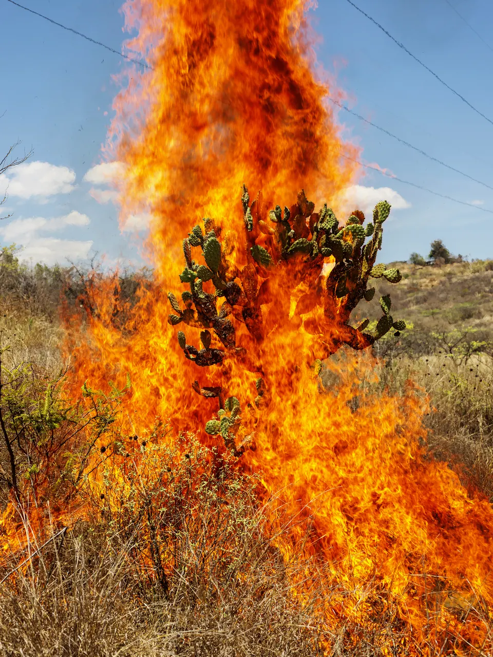 Pieter Hugo, Burning bush. Oaxaca de Juárez